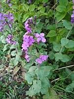 Monnaie du pape - Lunaria annua (4)